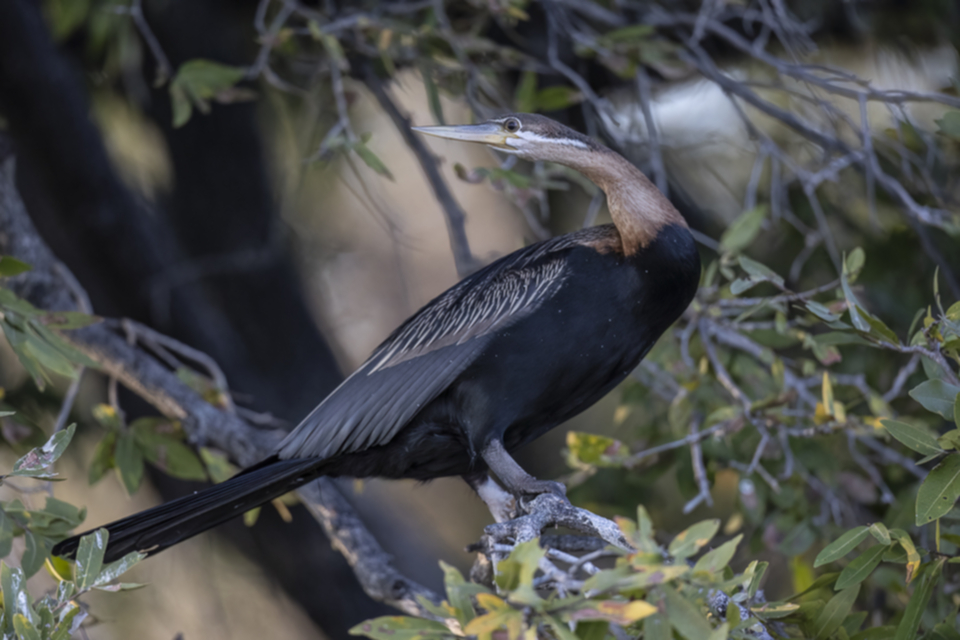 51Anhinga.jpg 51Anhinga.jpg