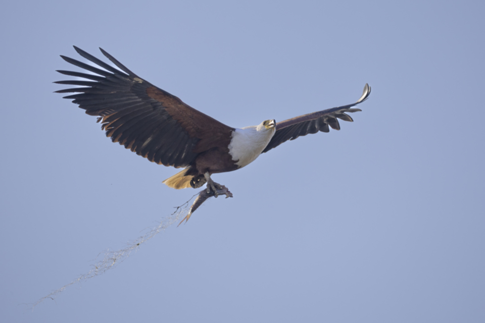 53African Fish Eagle.jpg 53African Fish Eagle.jpg