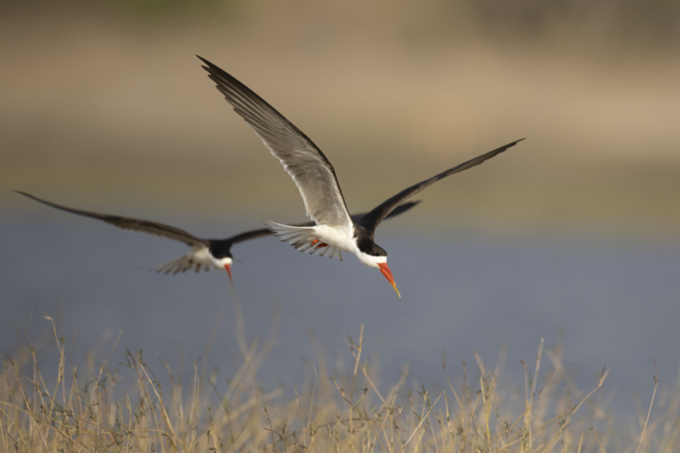 59African Skimmer.jpg 59African Skimmer.jpg