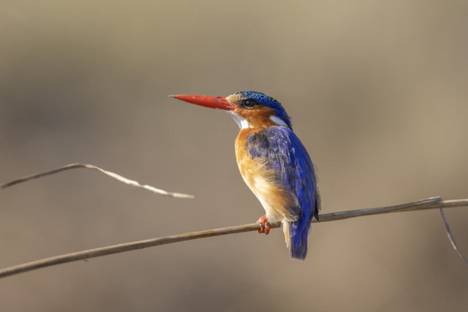 60Malachite Kingfisher.jpg 60Malachite Kingfisher.jpg