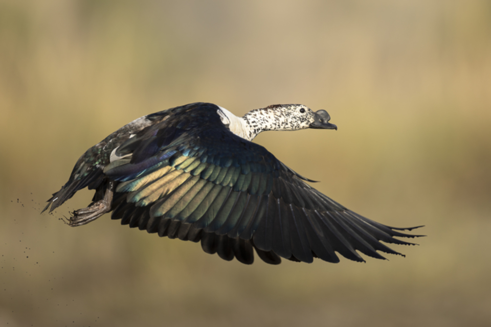 62Comb Duck.jpg 62Comb Duck.jpg