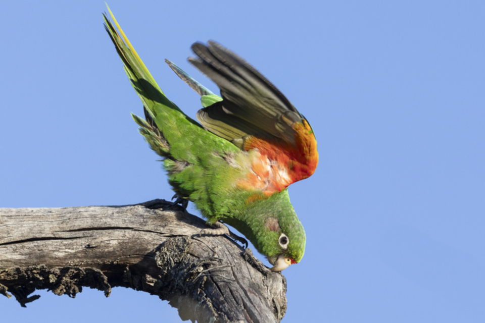 04Santa Marta Parakeet.jpg