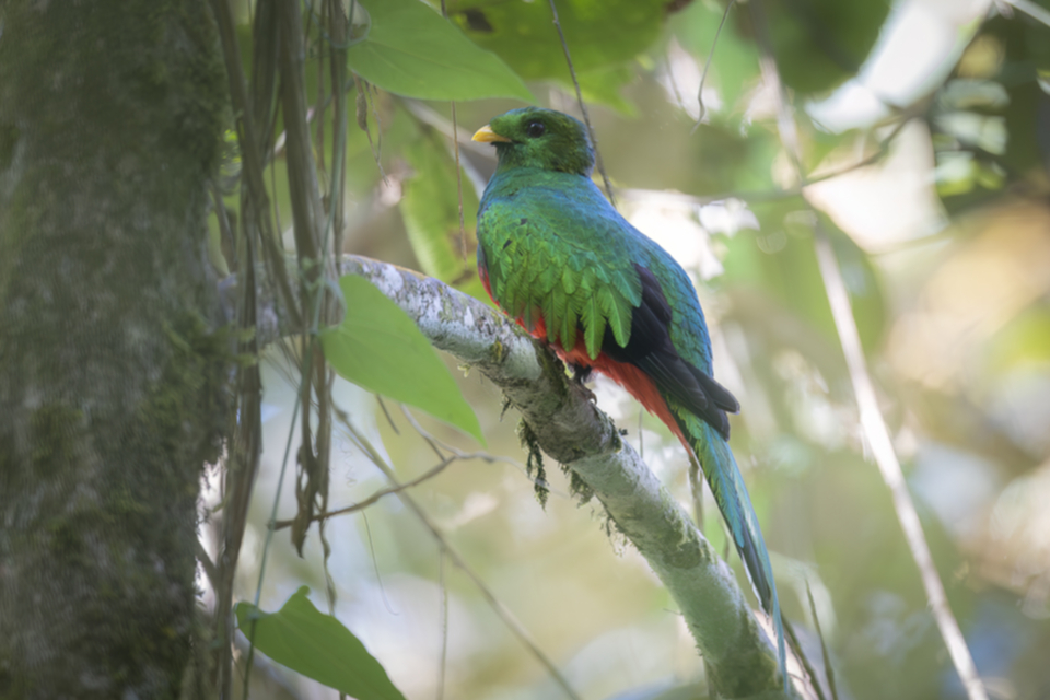 03White-tipped Quetzal_1gkpjmw6uw3qk.jpg