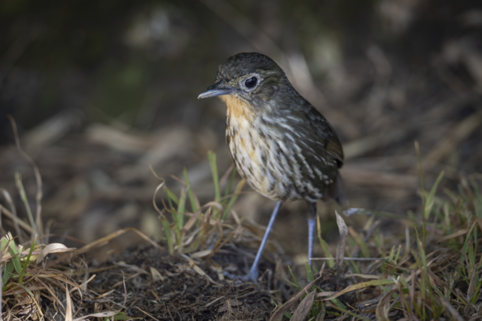 05Santa Marta Antpitta.jpg