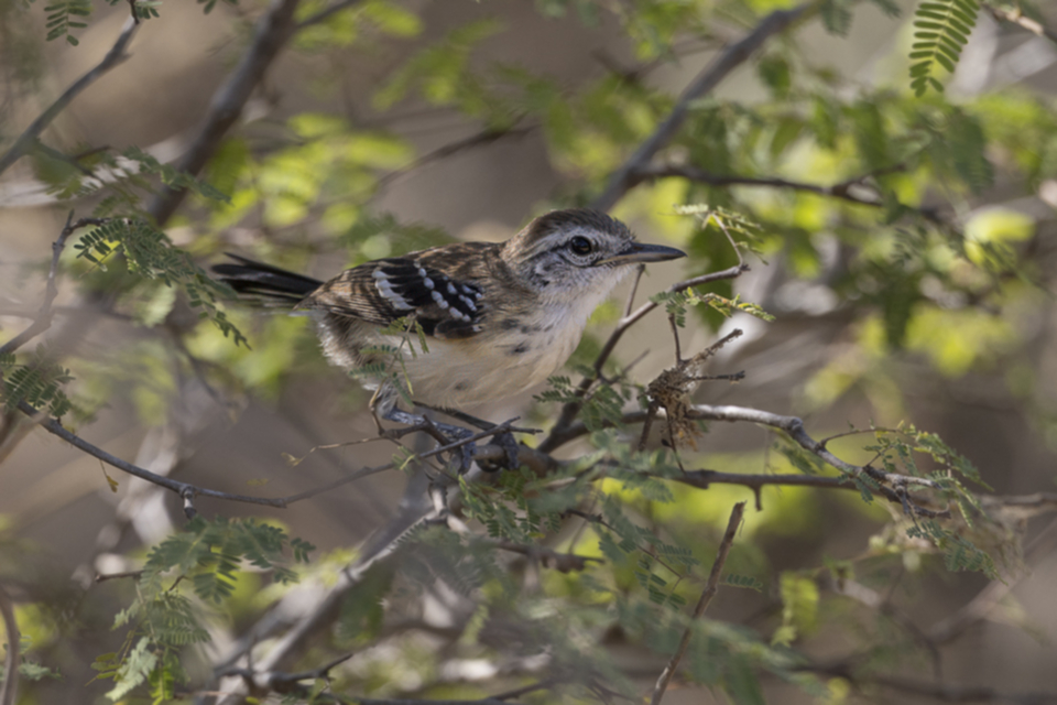 08Northern White-fringed Antwren.jpg