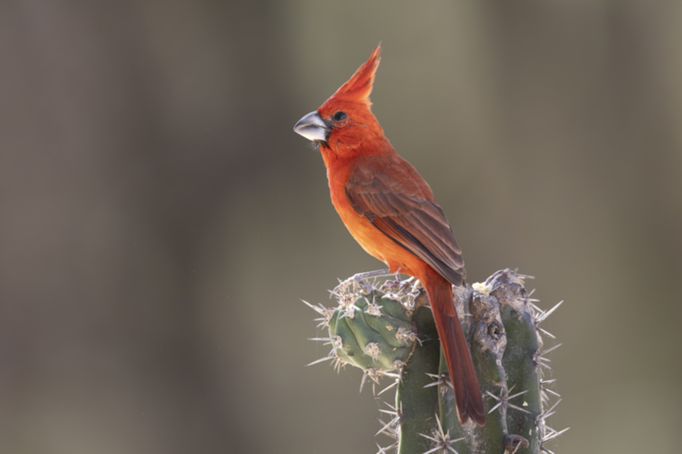 10Vermillion Cardinal.jpg