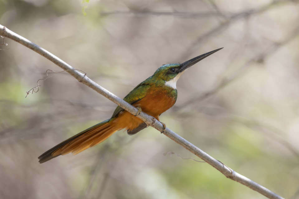 11Rufous-tailed Jacamar.jpg