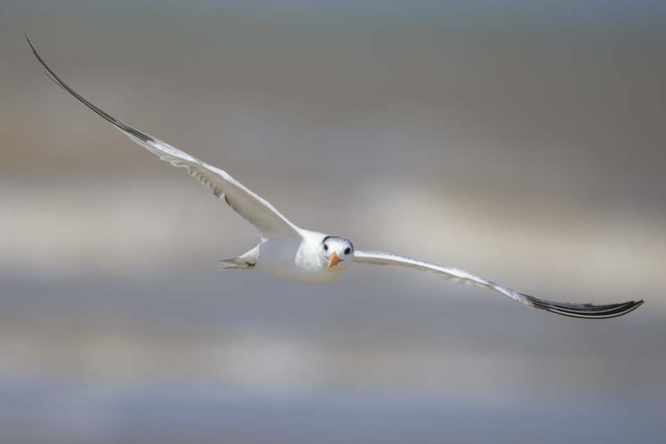 14Royal Tern.jpg