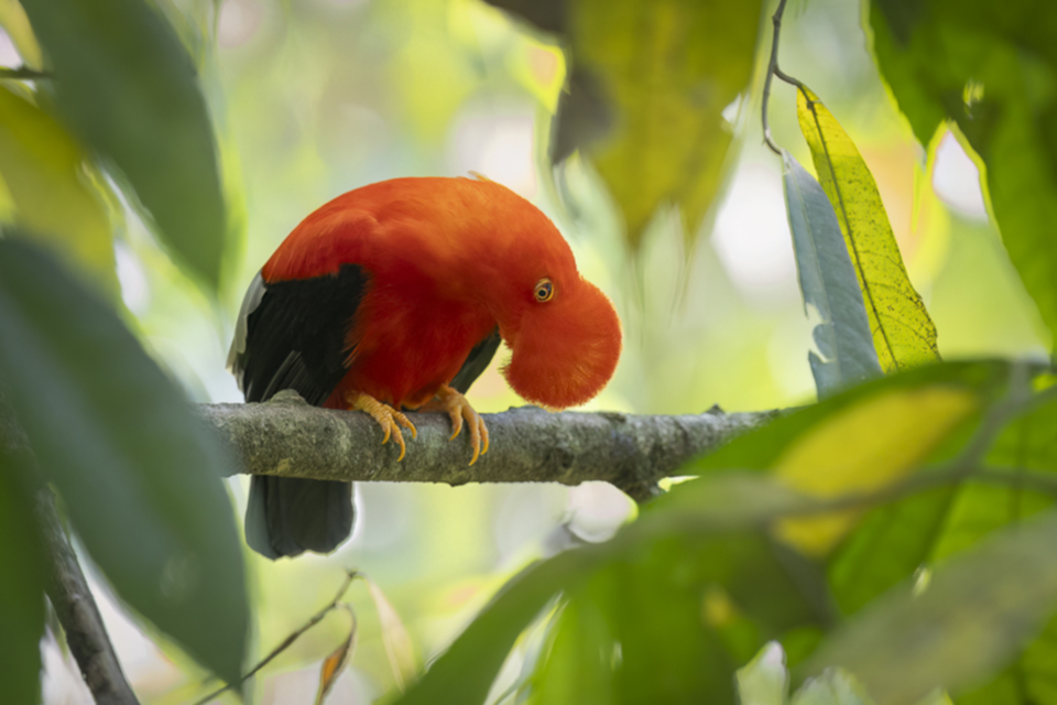 19Andean Cock-of-the Rock.jpg