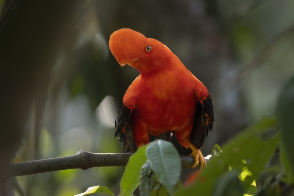 20Andean Cock-of-the Rock.jpg