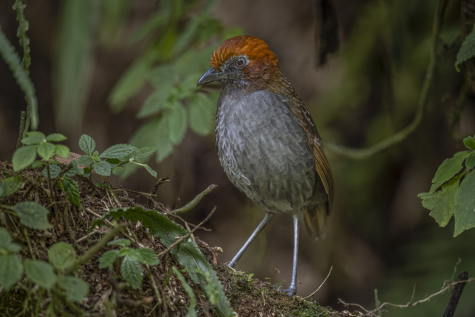 22Chestnut-naped Antpitta.jpg