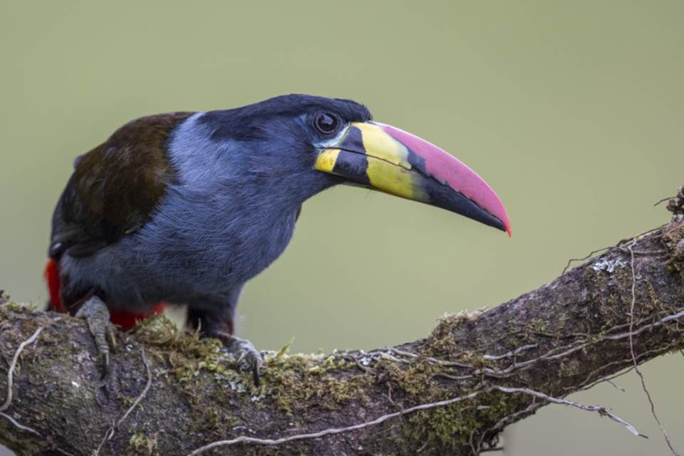 24Grey-breasted Mountain Toucan.jpg