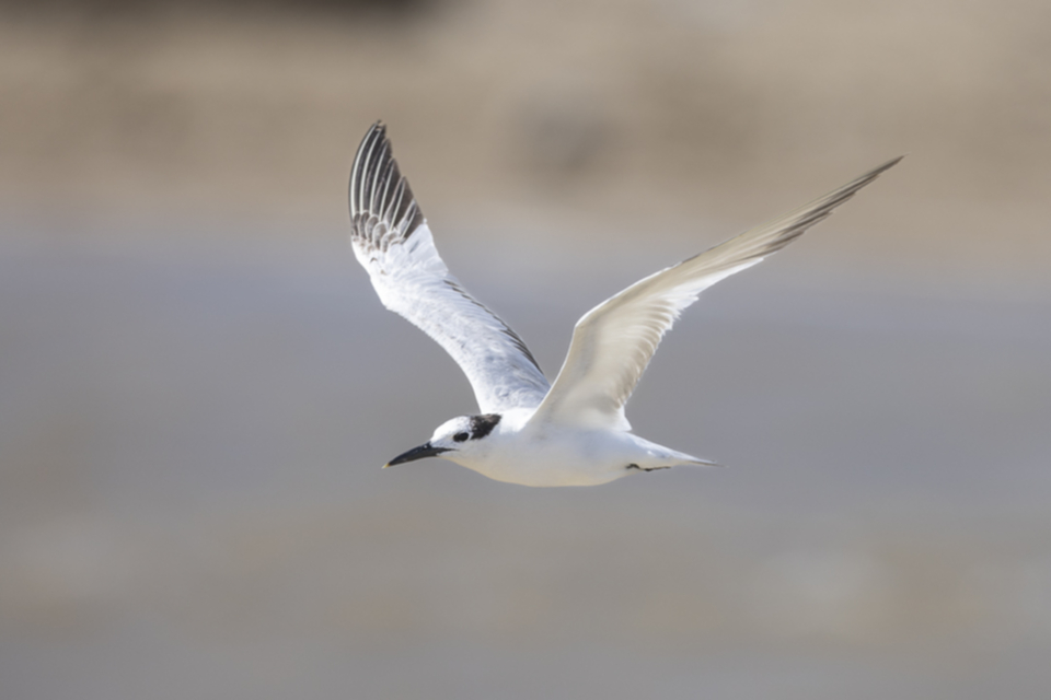 13Cabot's Tern_1elag6mfmr3qn.jpg