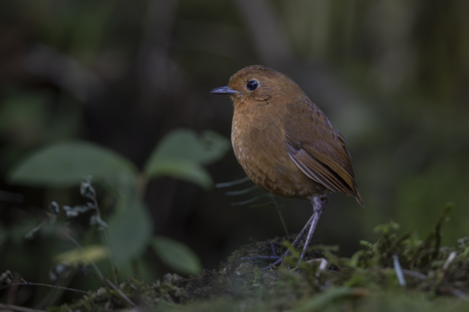 27Equatorial Antpitta.jpg