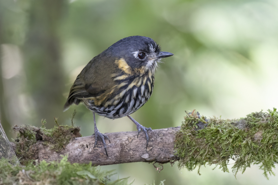 28Crescent-faced Antpitta.jpg