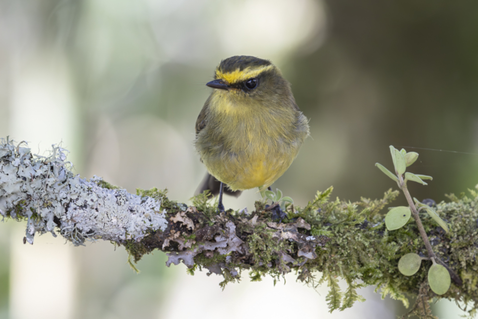 29Yellow-bellied Chat-Tyrant.jpg