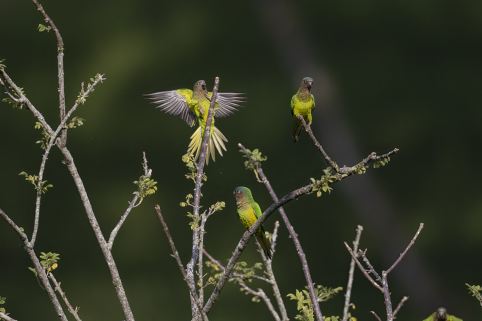 36Brown-throated Parakeet.jpg