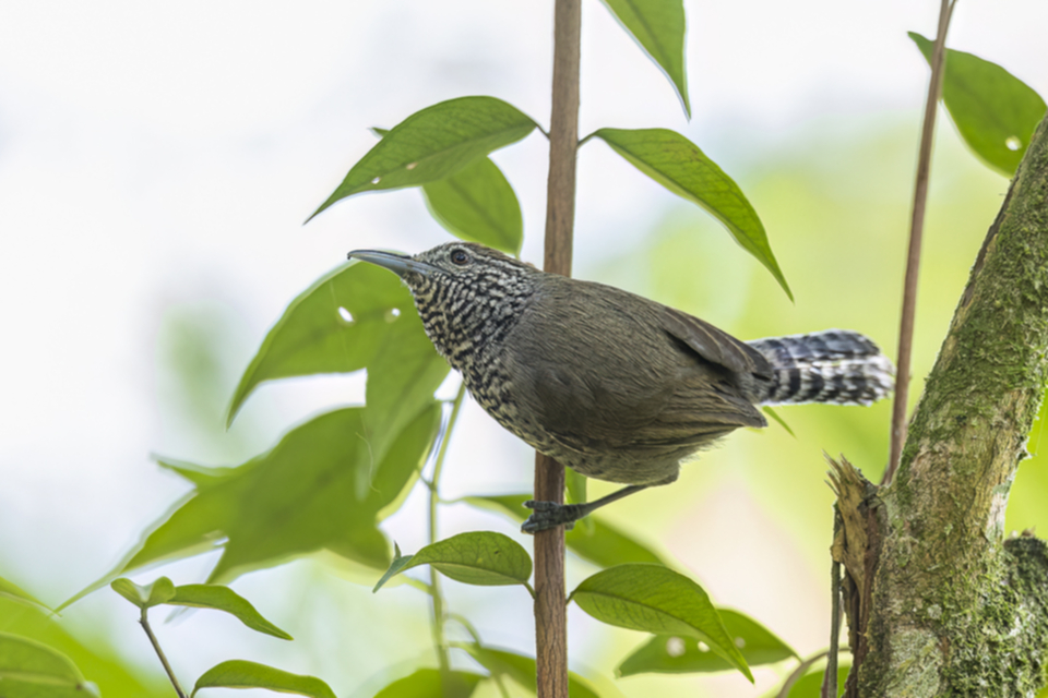 39Speckle-breasted Wren.jpg