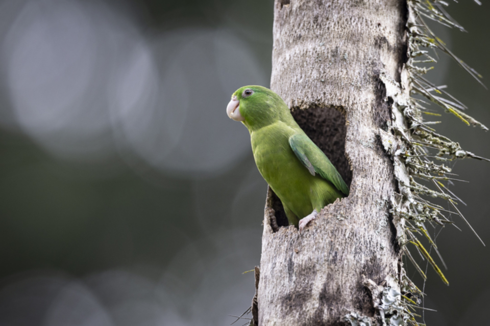 40Spectacled Parrotlet.jpg