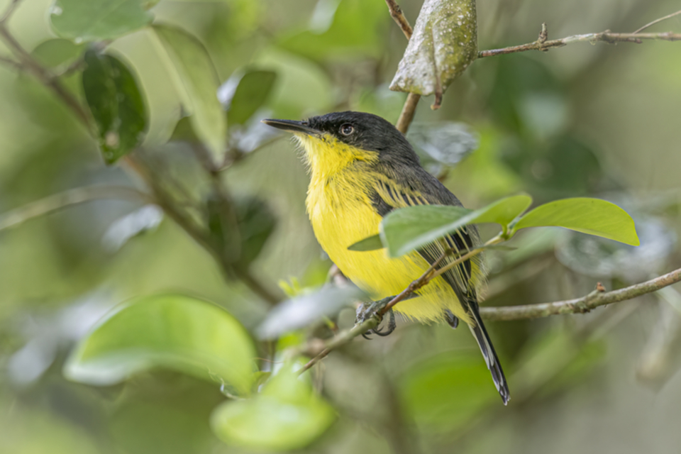 41Common Tody-Flycatcher.jpg