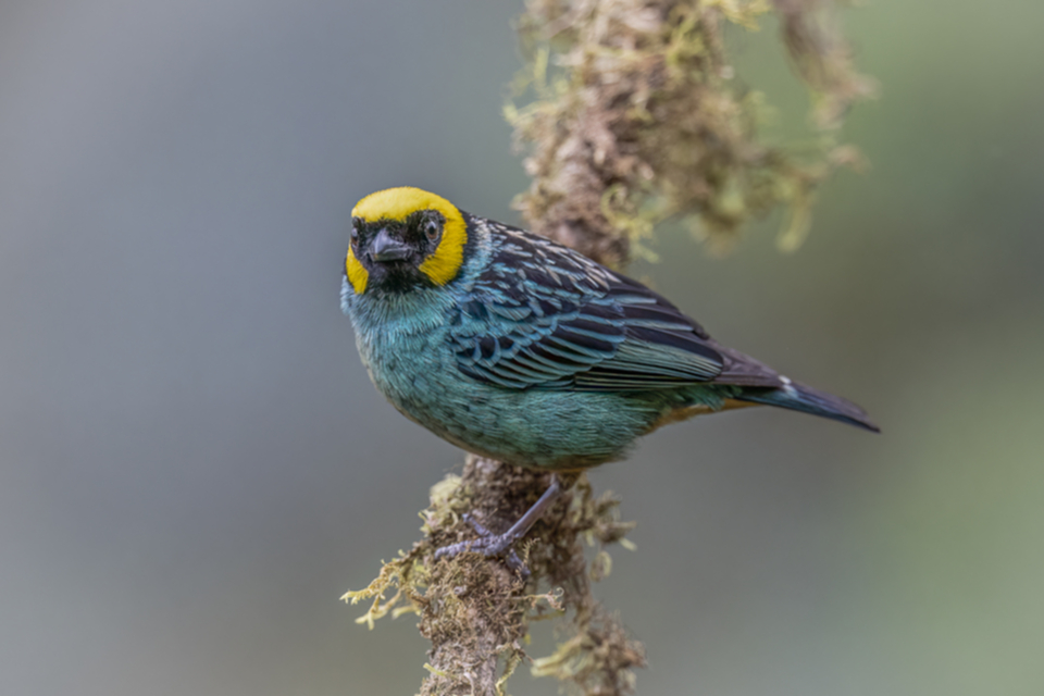 44Saffron-crowned Tanager.jpg