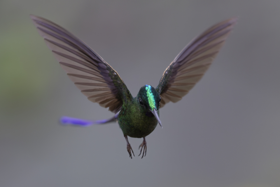 50Violet-tailed Sylph.jpg