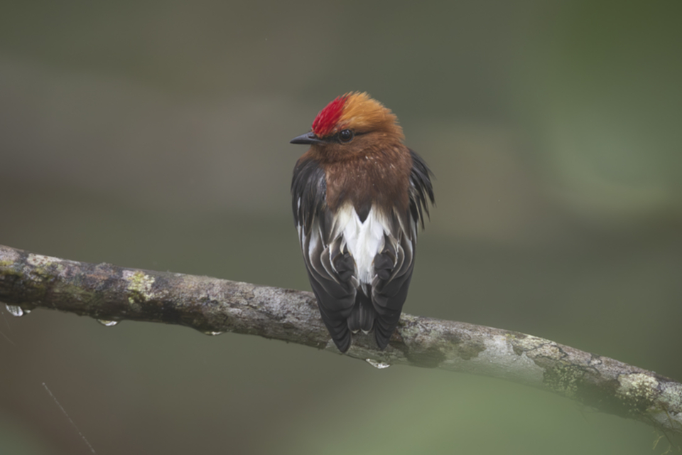 53Club-winged Manakin.jpg