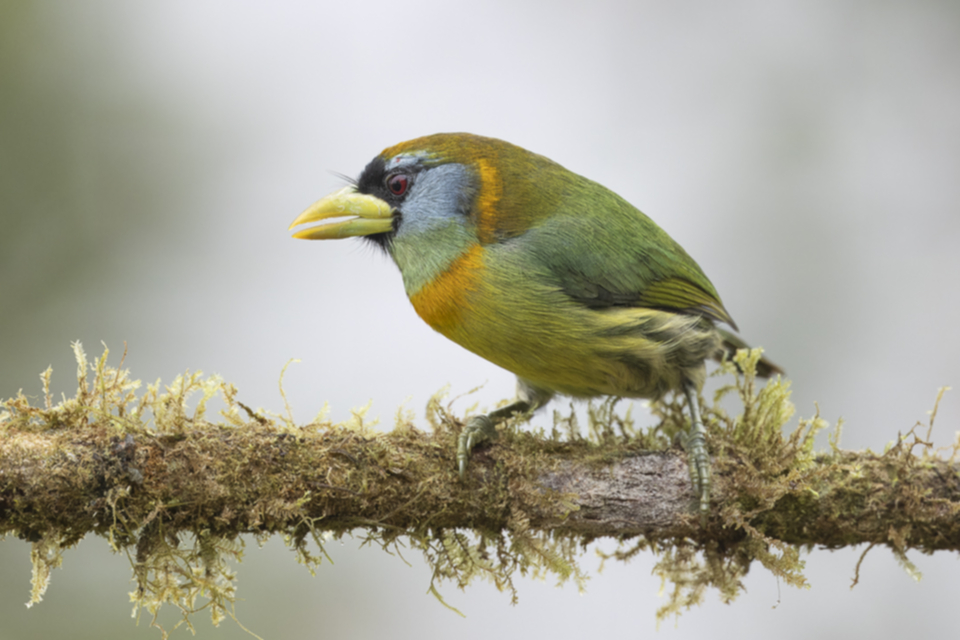 55Red-headed Barbet.jpg