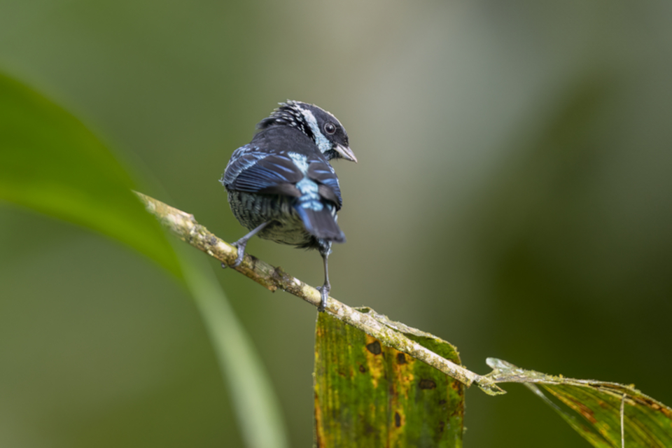 58Beryl-sprangled Tanager.jpg