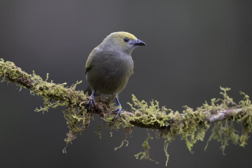 64Palm Tanager.jpg