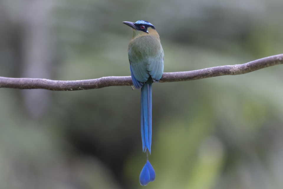 63Andean Motmot.jpg