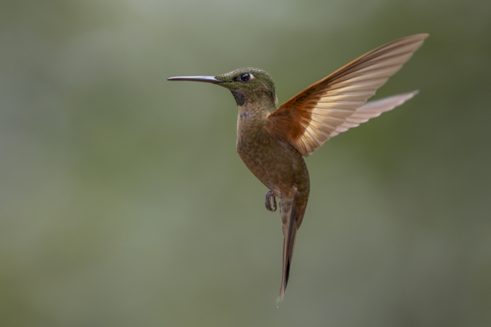 62Fawn-breasted Brilliant_1laeo22dicjc1.jpg