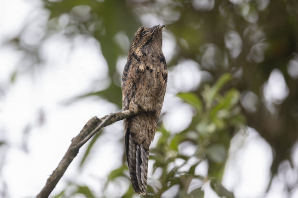 66Common Potoo.jpg