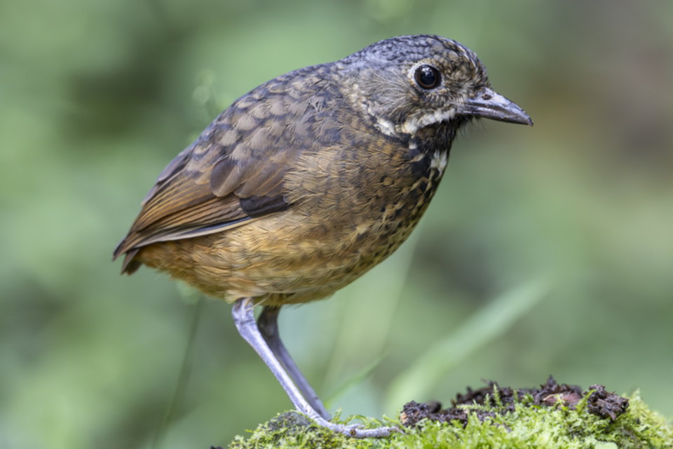 67Scaled Antpitta.jpg