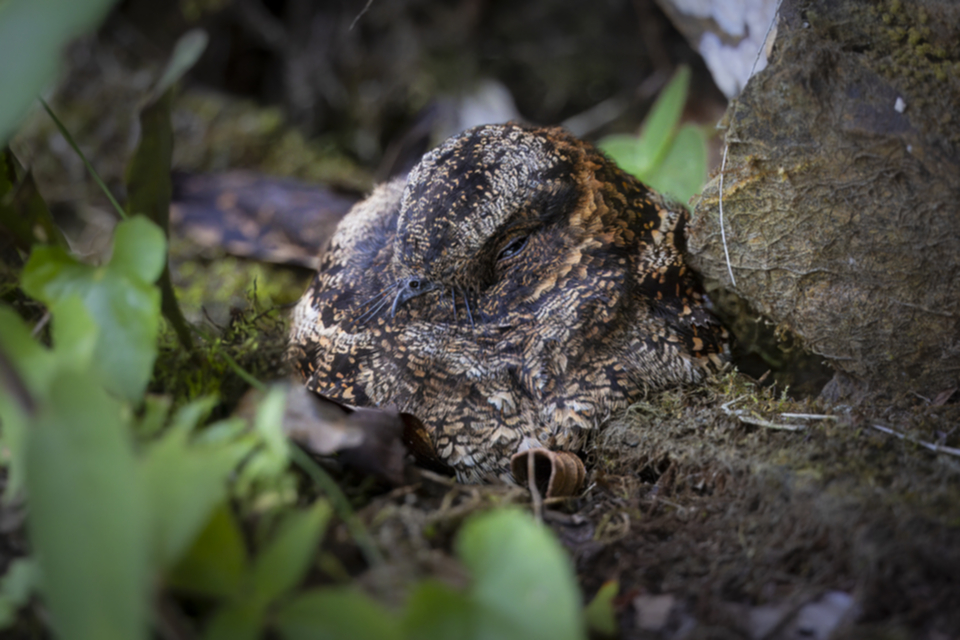 69Ladder-tailed Nightjar.jpg