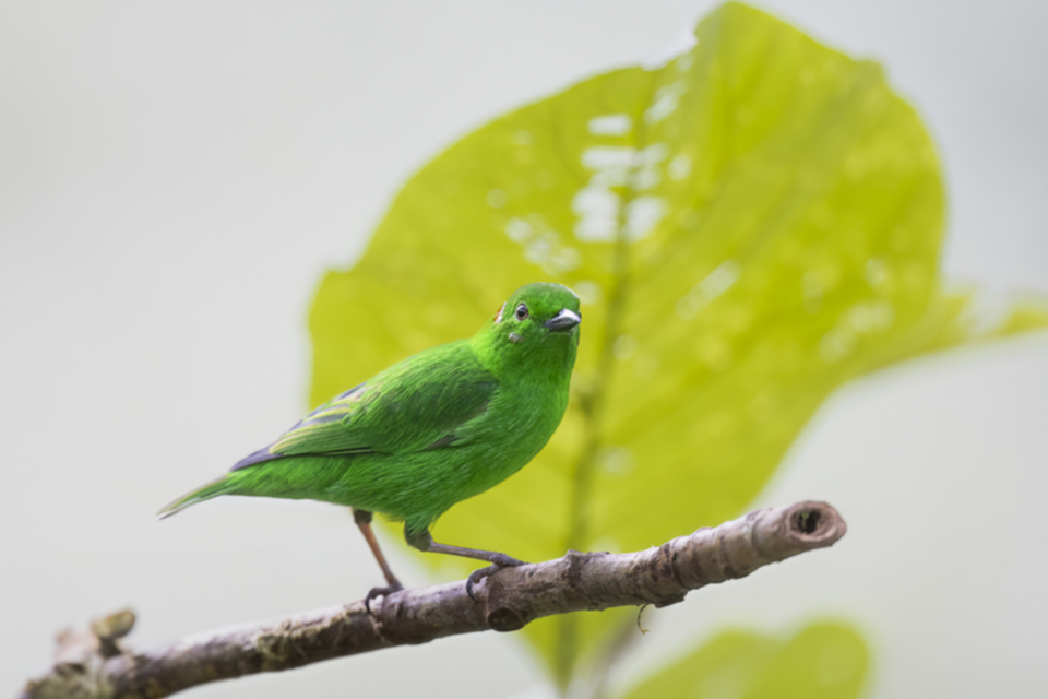 70Glistening-green Tanager.jpg