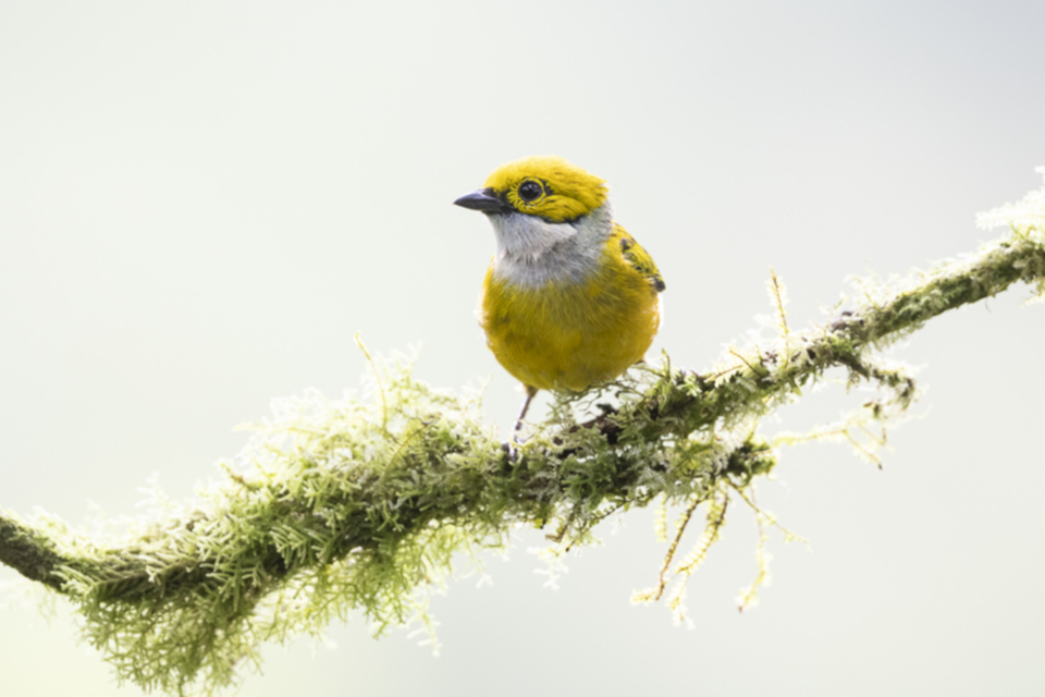 71Silver-throated Tanager.jpg