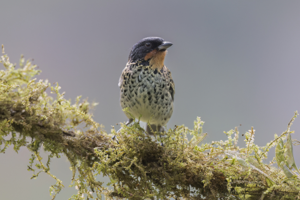 72Rufous-throated Tanager.jpg