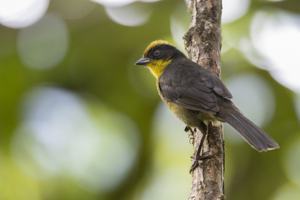 73Tricoloured Brushfinch.jpg