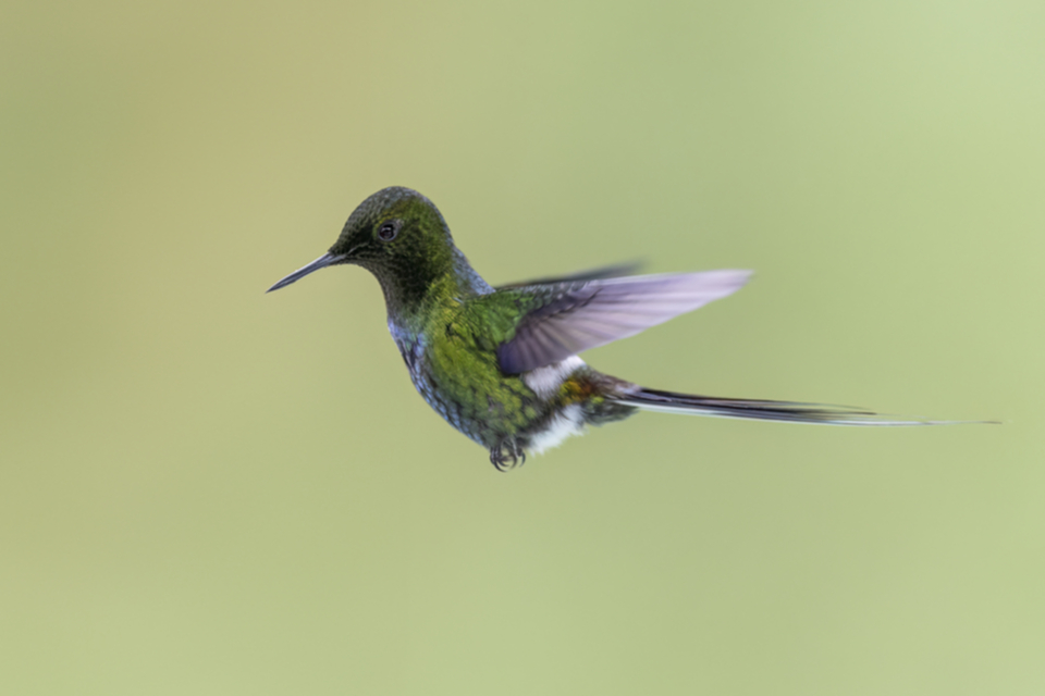 74Green Thorntail.jpg