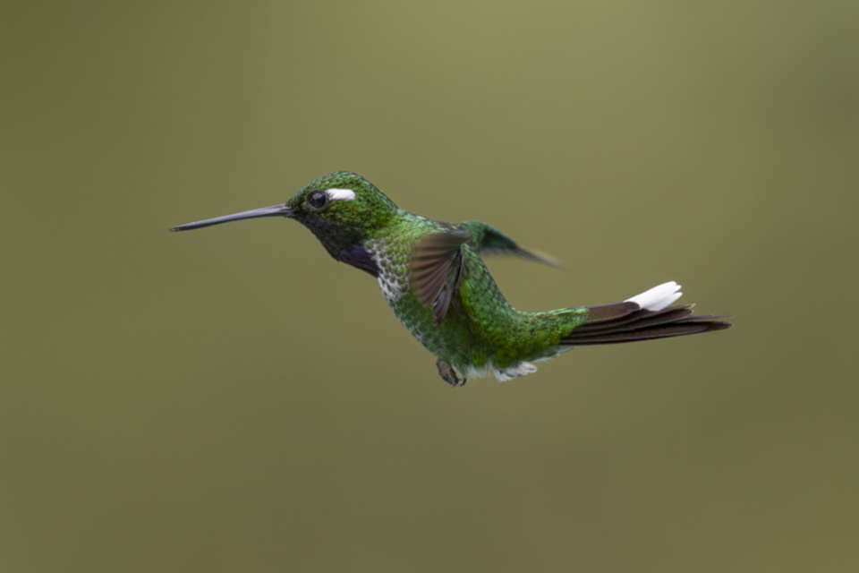 75Purple-bibbed Whitetip.jpg