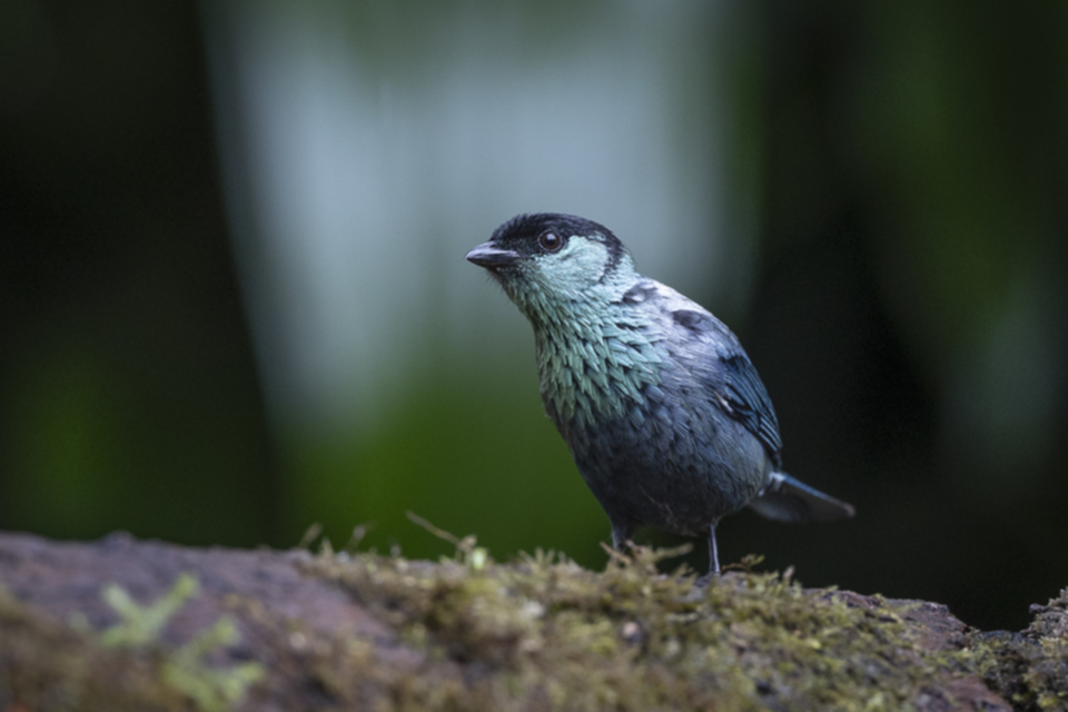 79Black-capped Tanager.jpg