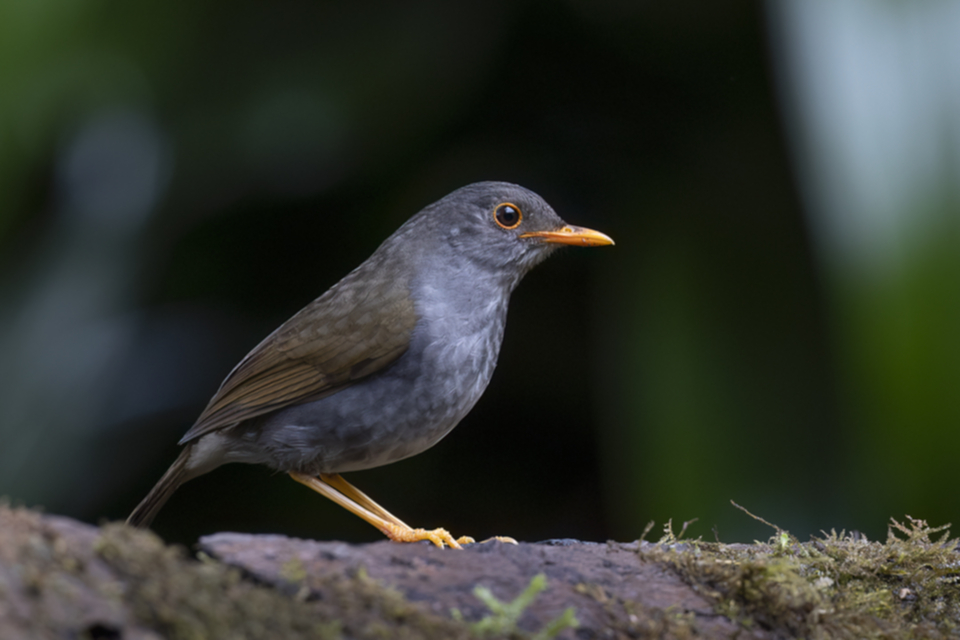 80Orange-billed Nightingale-Thrush.jpg