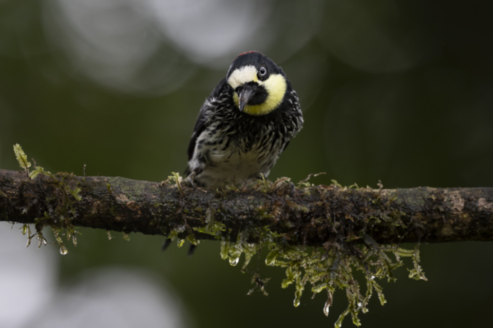 78Acorn Woodpecker_1my8qpx2jwqk8.jpg