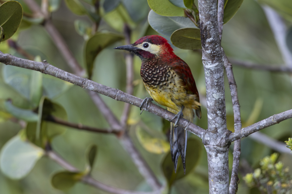 83Crimson-mantled Woodpecker.jpg