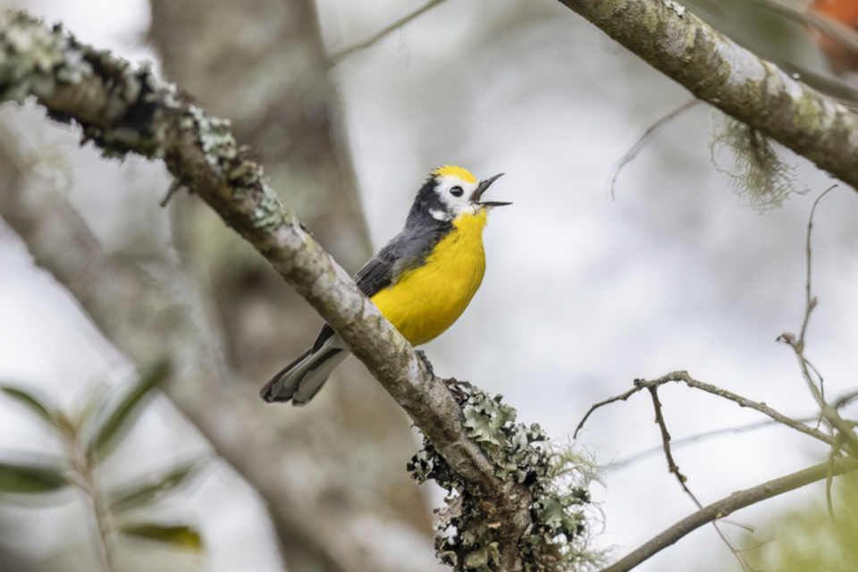 84Golden-fronted Whitestar.jpg