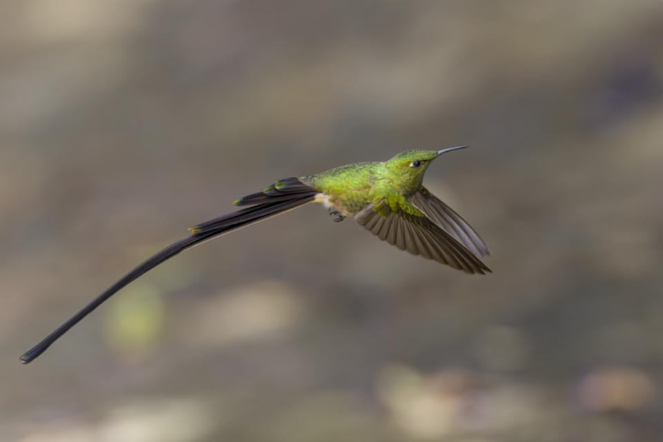 86Black-tailed Trainbearer.jpg