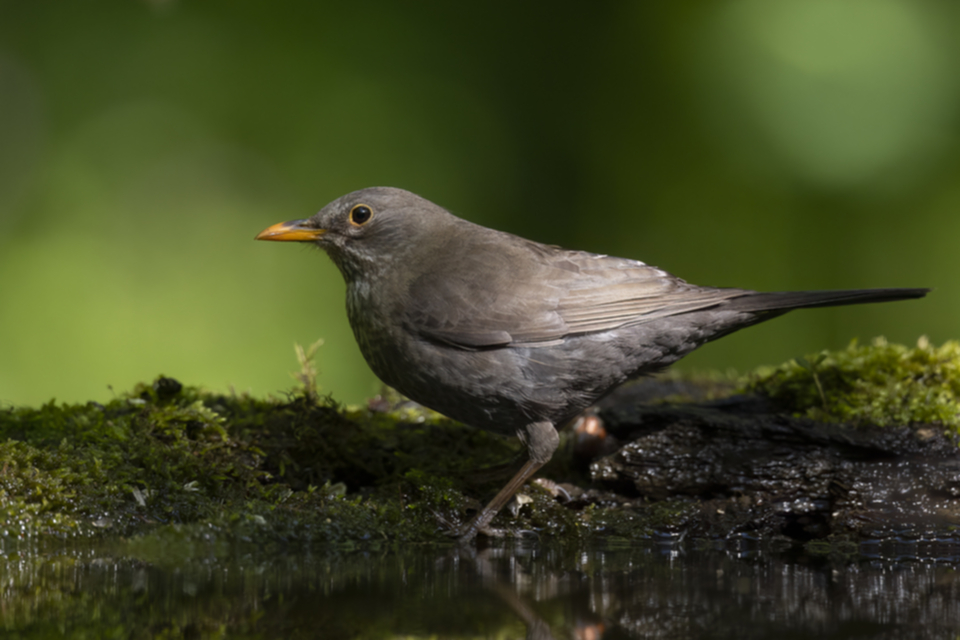 18Amsel.jpg 18Amsel.jpg