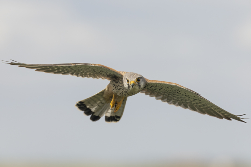 52Turmfalke.jpg 52Turmfalke.jpg