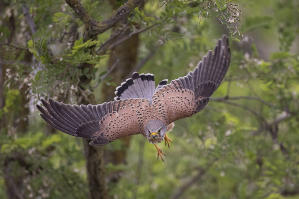 53Turmfalke.jpg 53Turmfalke.jpg